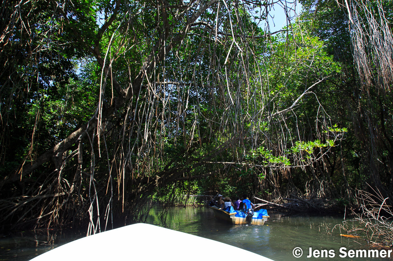 Mangroven Fahrt Bentota Sri Lanka