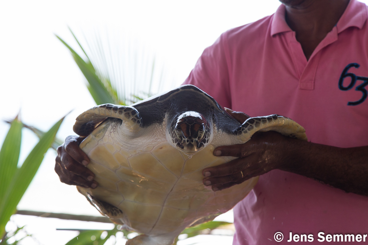 Schildkröte in Farm auf Sri Lanka