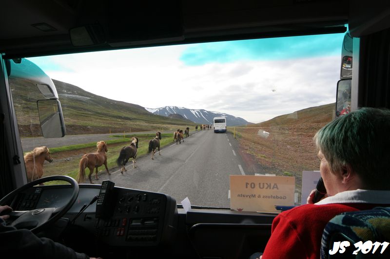 Pferde auf Island während der Tour in Akureyri