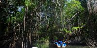 Mangroven-Fahrt Bentota Sri Lanka