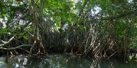 Mangroven-Fahrt Bentota Sri Lanka