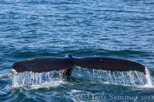 Whalewatching