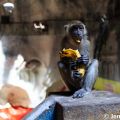 Batu Caves Kuala Lumpur