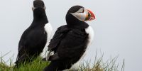 Puffins2