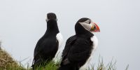 Puffins4