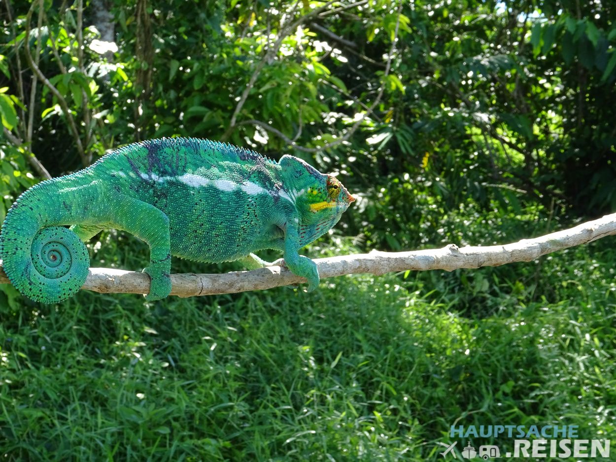 Chamäleon Madagaskar