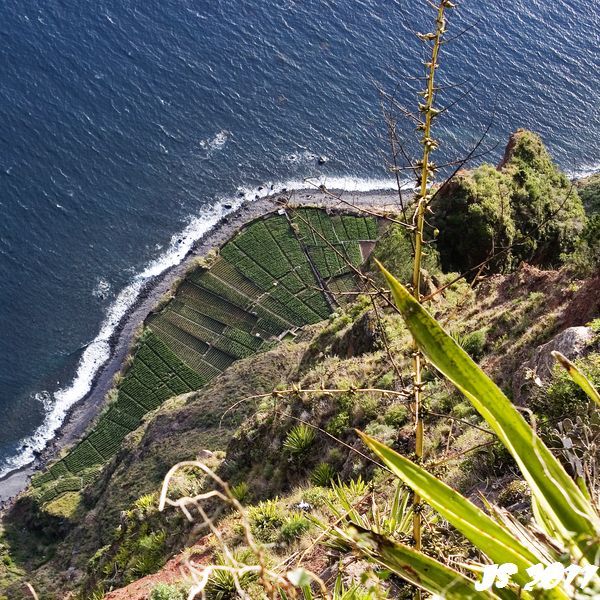 Steilklippe Madeira